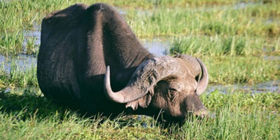 3days maasai mara budget safari - Photo 4