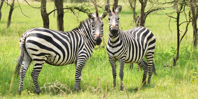 Classic rwanda safari- 10 days - Photo 1
