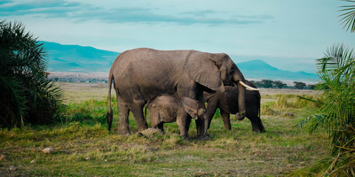 3 days tsavo west tsavo east national park safari holiday - Photo 4