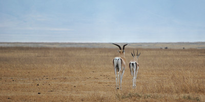 3- days serengeti & ngorongoro tanzania safari - Photo 1