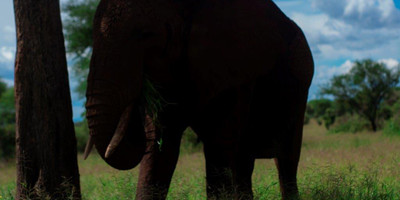 5 days tanzania camping safari - Photo 1