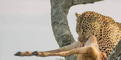 Discover kenya’s wild side: 5-day safari in samburu, nakuru & masai mara - Photo 5