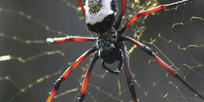 Andasibe national park - Photo 10