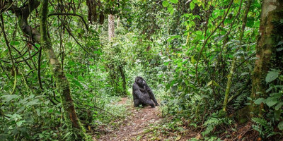 02 day bwindi impenetrable national park. - Photo 3
