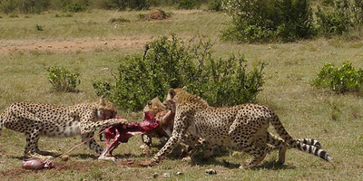 3 days masai mara daily departures - Photo 4