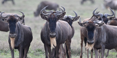  8 days tanzania serengeti wildebeest migration safari adventure - Photo 4