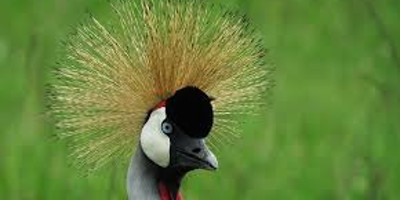 19 days bird watching safari in kenya - Photo 1
