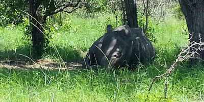 Ibubesi Full Kruger Tour - Photo 2