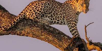 6 day tanzania camping safari - Photo 1