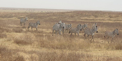  days tanzania camping (budget)safari tarangire ngorongoro - Photo 12