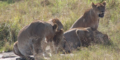 6 days breathtaking safari in uganda - Photo 2