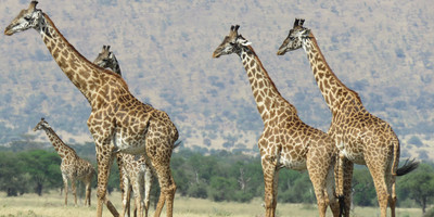 5 days tanzania luxury safari - Photo 4