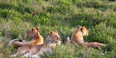 4 days tanzania budget group joining safari - burigi chato safaris co ltd - Photo 3