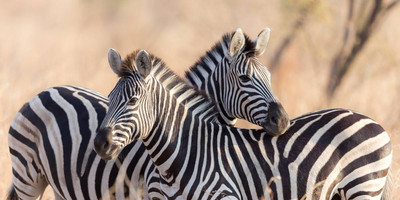 6 days tanzania budget tented camps safari - Photo 4