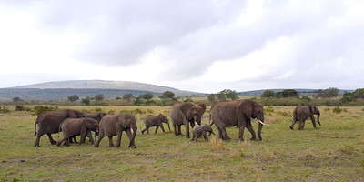 3 days amboseli kenya budget camping tour - Photo 3