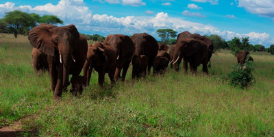 3 days tanzania mid-range safari - Photo 5