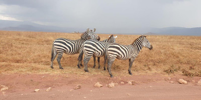 6 days tanzania private safari - Photo 12