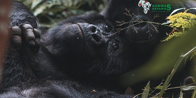 3-day trek and meet gorillas in bwindi np mid-range tour - Photo 5