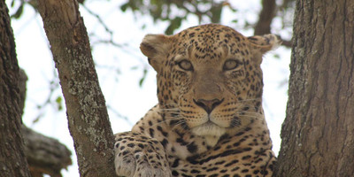 5 days family-friendly tanzania safari - Photo 1