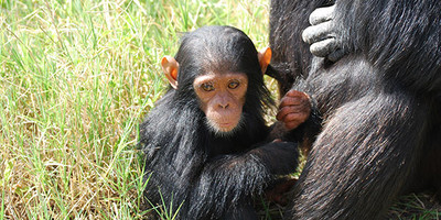 3 DAYS OLPEJETA CONSERVANCY - Photo 5