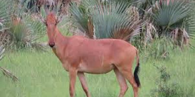 A 20 days birding trip inclusive of kidepo n.park and rwanda - Photo 10
