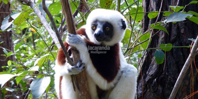 Madagascar ring tailed lemurs - Photo 4