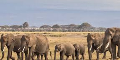 4 days northern tanzania luxury safari - Photo 2