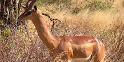 5 days kenya wilderness trails safari holiday package - Photo 3