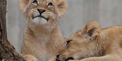 Kenya twin attractions special bush to beach safari - Photo 4