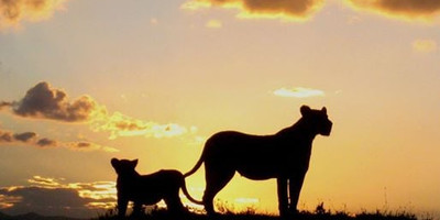 Tanzania classic bush safari adventure - Photo 1