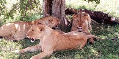 5 days aberdares / lake naivasha / masai mara luxury safari - Photo 1