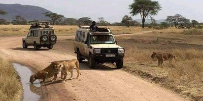 4 days tanzania safari tarangire national park, serengeti national park, ngorongoro crater - Photo 1