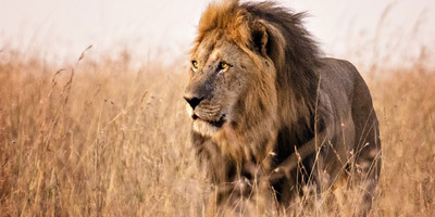 3 DAY TENTED CAMP SAFARI TO SELOUS GAME RESERVE - Photo 10