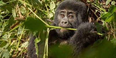 5 Days Gorilla and Chimpanzee Trekking Uganda - Photo 5