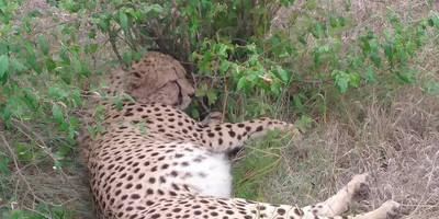 4 days 3 nights lake nakuru/masai mara/nairobi - big 5 safari package - Photo 1