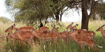 2 days last-minute safari to tarangire and ngorongoro - Photo 10