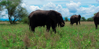 6 days tanzania luxury safari - Photo 7