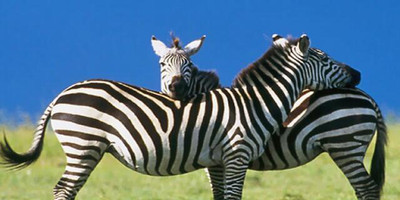 3 days safari tarangire, ngorongoro crater and lake manyara - Photo 3