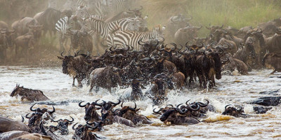 3 days masai mara daily departures - Photo 5