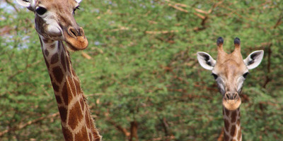 Serengeti Endless plain wildebeest Migration 9 days - Photo 4