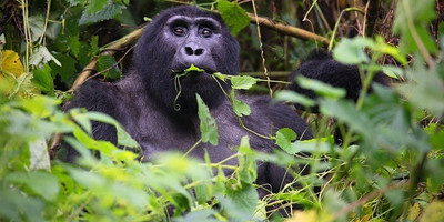 6 days breathtaking safari in murchison falls, queen elizabeth national park & kibale national park - Photo 19