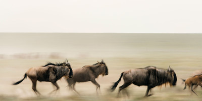 Ngorongoro crater day trip - Photo 1