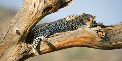 4 days mombasa, tsavo, amboseli safari - Photo 3