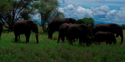 5 days tanzania camping ( budget) safari --tarangire- serengeti - ngorongoro & lake manyara - Photo 20