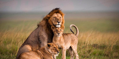 3 days masai mara budget safari - Photo 3