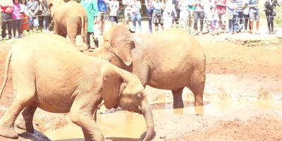 Nairobi national park day trip - Photo 3