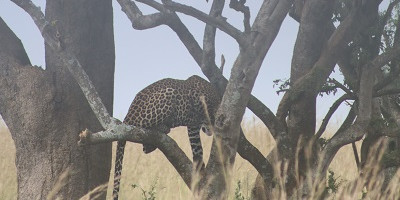 4 days breathtaking safari to murchison falls national park - Photo 10