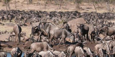 7 day northern serengeti wildebeest migration safari - Photo 3