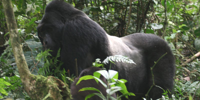 20 days birding trip around uganda - Photo 4