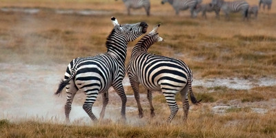 3 days maasai mara fly-in package - Photo 4